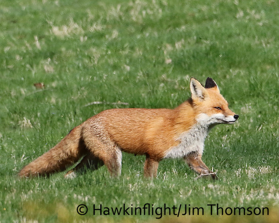 Red Fox