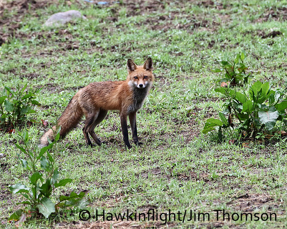 Red Fox