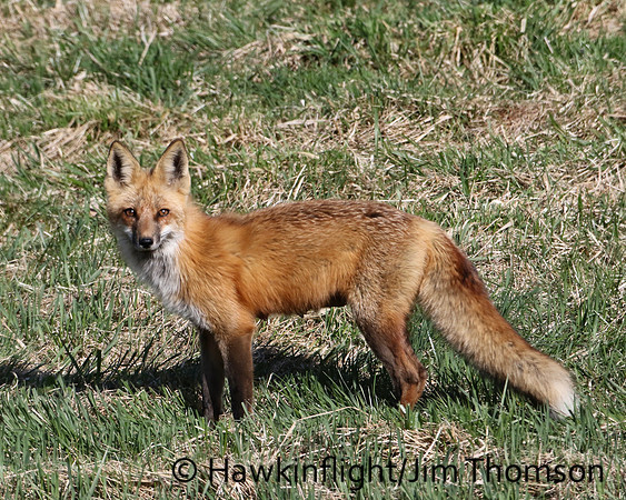 Red Fox