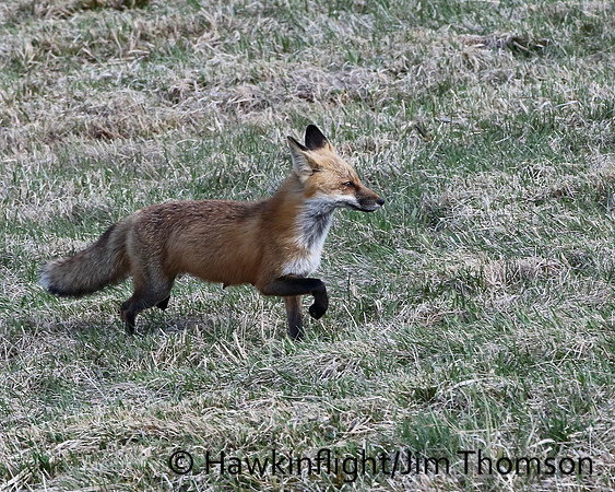 Red Fox