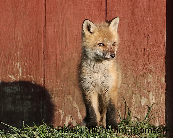 Red Fox
