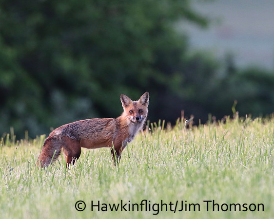 Red Fox