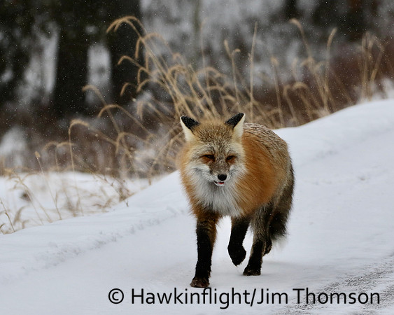 Red Fox