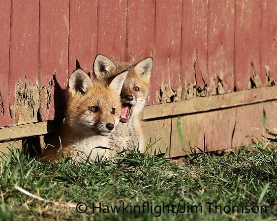 Red Fox
