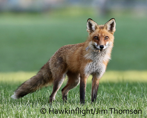 Red Fox