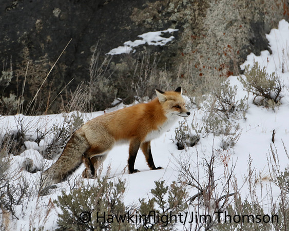 Red Fox