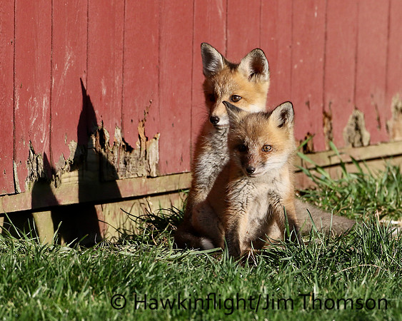 Red Fox