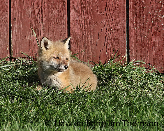 Red Fox