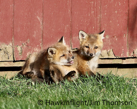 Red Fox