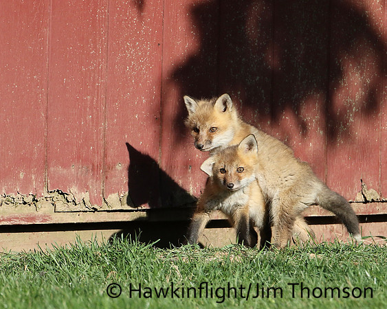 Red Fox