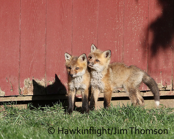 Red Fox