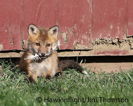 Red Fox