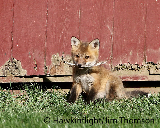 Red Fox