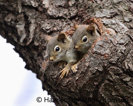 Red Squirrel