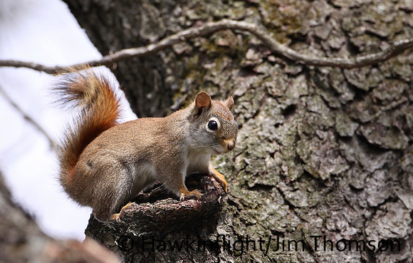 Red Squirrel
