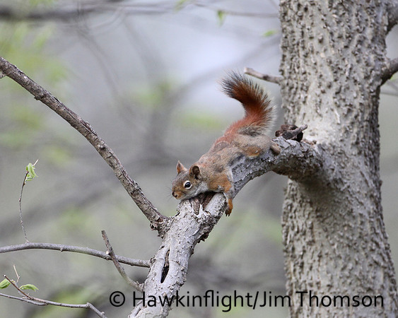 Red Squirrel