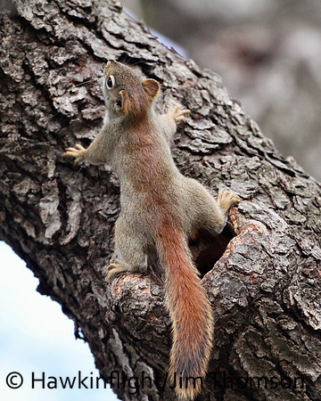 Red Squirrel