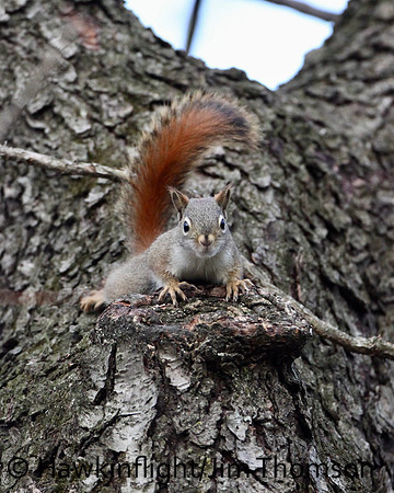 Red Squirrel
