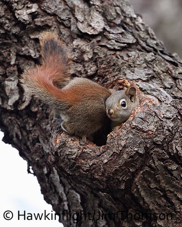 Red Squirrel