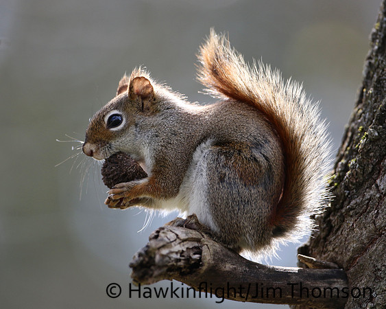 Red Squirrel