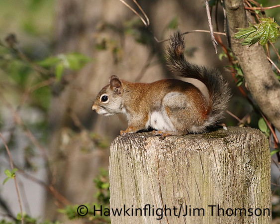 Red Squirrel