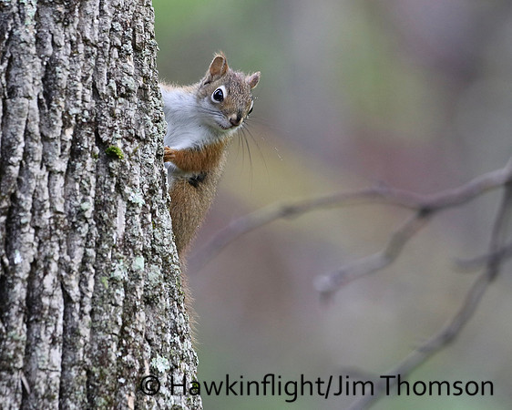 Red Squirrel