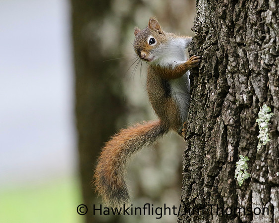 Red Squirrel