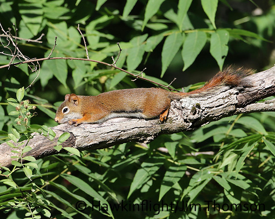 Red Squirrel