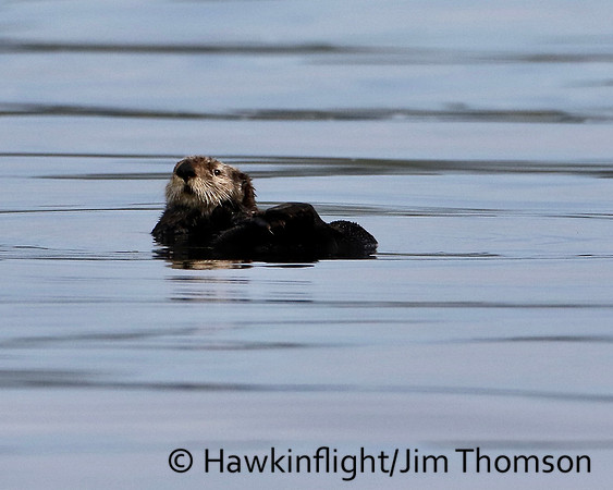 Sea Otter