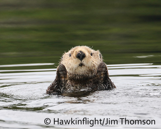 Sea Otter