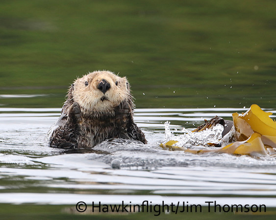 Sea Otter