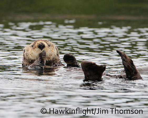 Sea Otter