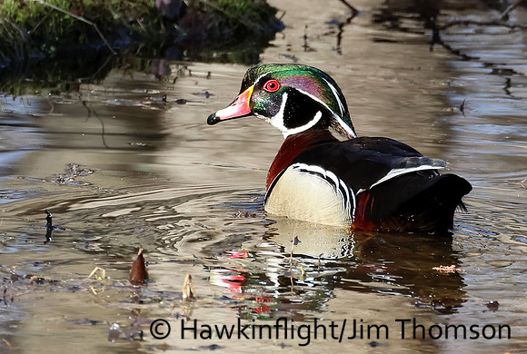 Wood Duck