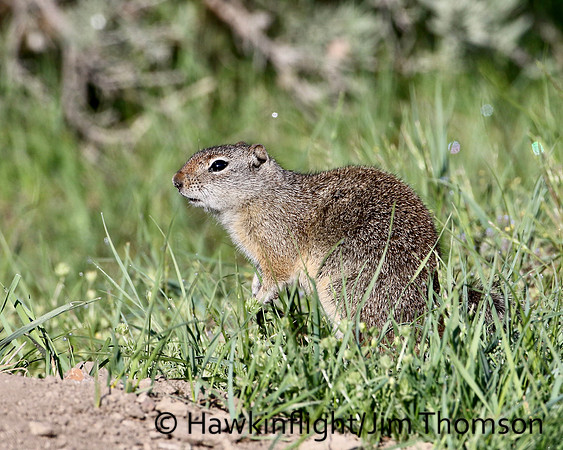 Uinta Ground Squirrel