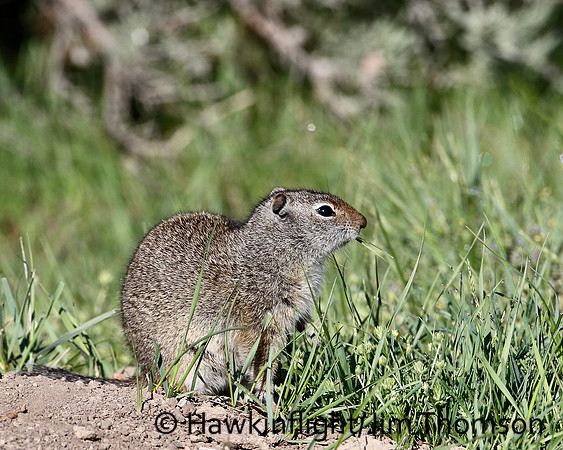Uinta Ground Squirrel