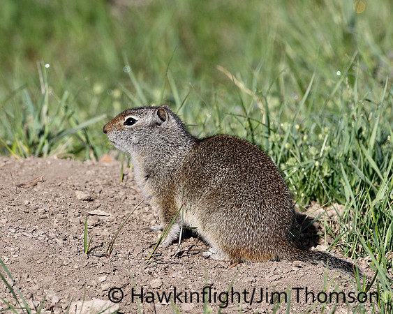 Uinta Ground Squirrel