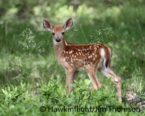 Whitetail Deer