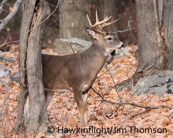 Whitetail Deer
