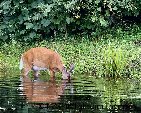 Whitetail Deer