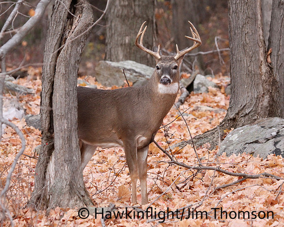 Whitetail Deer