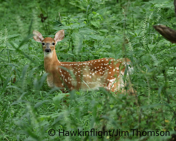 Whitetail Deer
