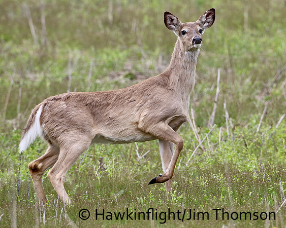 Whitetail Deer