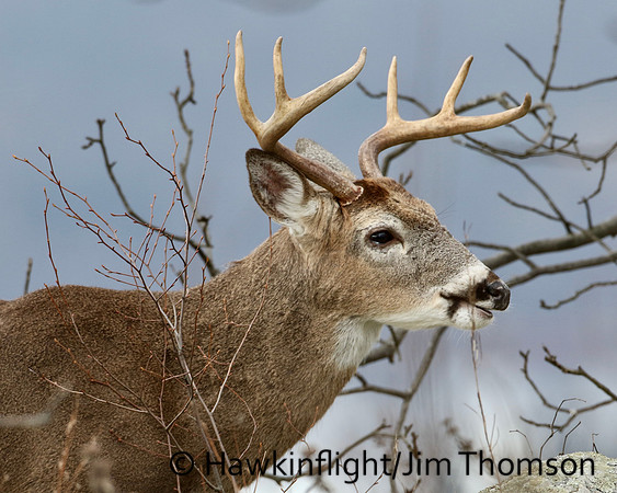 Whitetail Deer