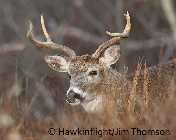Whitetail Deer