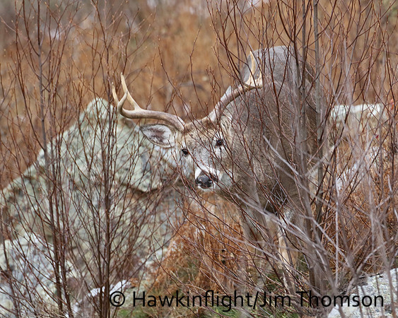 Whitetail Deer