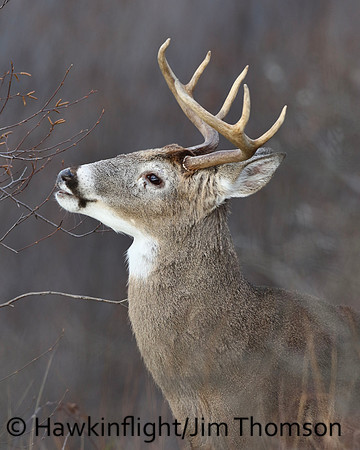 Whitetail Deer