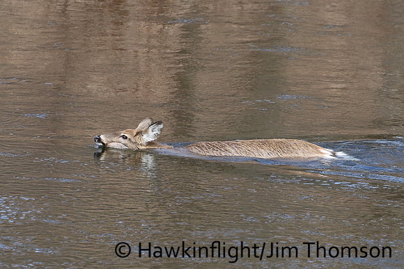 Whitetail Deer