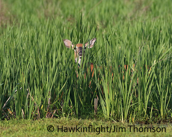 Whitetail Deer