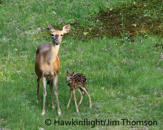 Whitetail Deer