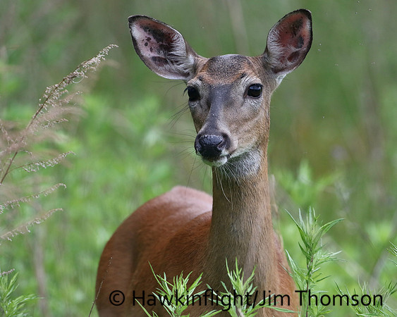 Whitetail Deer